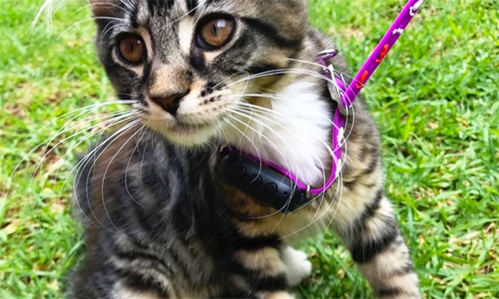 dinosaur train figures