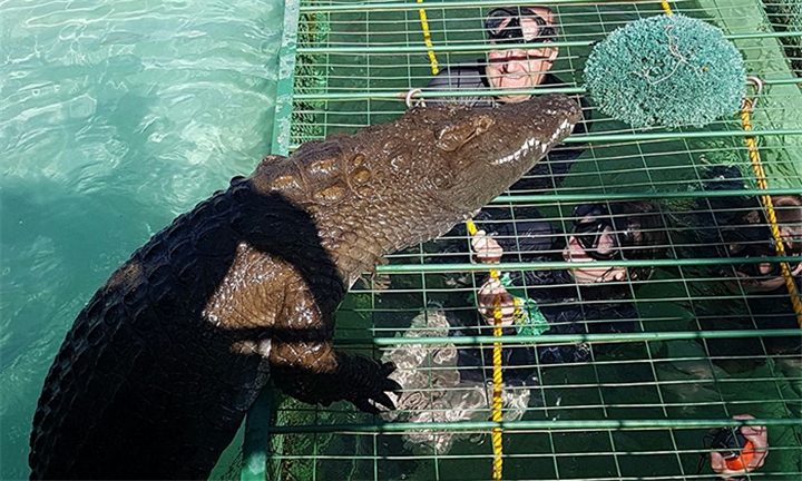 Hyperli | Crocodile Cage Diving Experience for One or Two at African ...