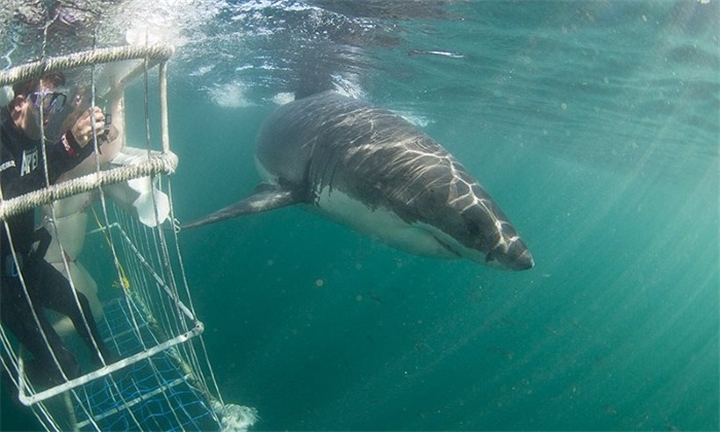 Hyperli | Half-Day Shark Cage Diving Trip in Cape Town for Adult or ...