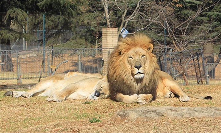 Hyperli | Entry Tickets to The Johannesburg Zoo with Johannesburg City Park